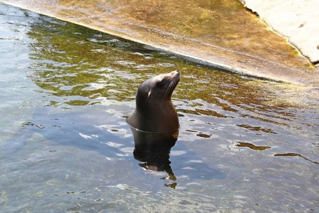 UEFA EURO 2024 seal oracle at Leipzig Zoo, 13 06 24 Seal looks with its head out of the water Seal oracle at Leipzig Zoo before the opening match between Germany and Scotland, 13 06 24 Copyright: xBEAUTIFULxSPORTS JanxKaeferx