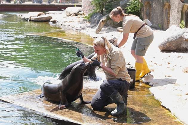 UEFA EURO 2024 seal oracle at Leipzig Zoo, 13 06 24 Animal keeper Bettina Hurgisch with seal lady Hilla Californian sea lioness seal oracle at Leipzig Zoo before the opening match between Germany and Scotland, 13 06 24 Copyright: xBEAUTIFULxSPORTS JanxKaeferx