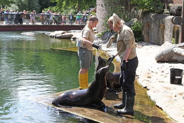 UEFA EURO 2024 seal oracle at Leipzig Zoo, 13 06 24 Animal keepers working with their seals Seal oracle at Leipzig Zoo before the opening match between Germany and Scotland, 13 06 24 Copyright: xBEAUTIFULxSPORTS JanxKaeferx