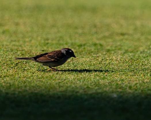 June 14, 2024, Pinehurst, North Carolina, USA: A House Sparrow looks for an early morning meal between the ninth green and 10th tee during Friday s second round for the 124th U.S. Open, June 14, 2024, at Pinehurst Resort & Country Club (Course No. 2) in Pinehurst, North Carolina. Pinehurst USA - ZUMAh97_ 20240614_fap_h97_021 Copyright: xTimothyxL.xHalex