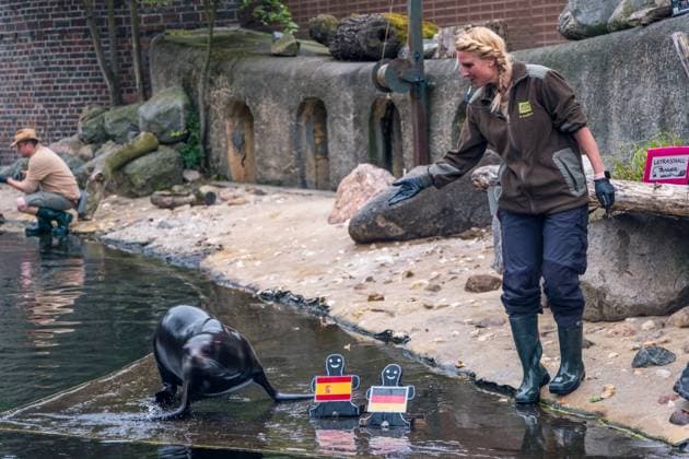 The sea lion oracle at Leipzig Zoo During training, the sea lion lady predicted that Germany would win the quarter-final against Spain Sea lion oracle