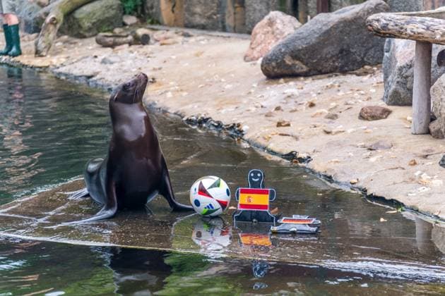 EURO 2024, seal oracle at Leipzig Zoo