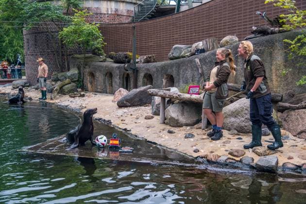 The sea lion oracle at Leipzig Zoo During training, the sea lion lady predicted that Germany would win the quarter-final against Spain Sea lion oracle
