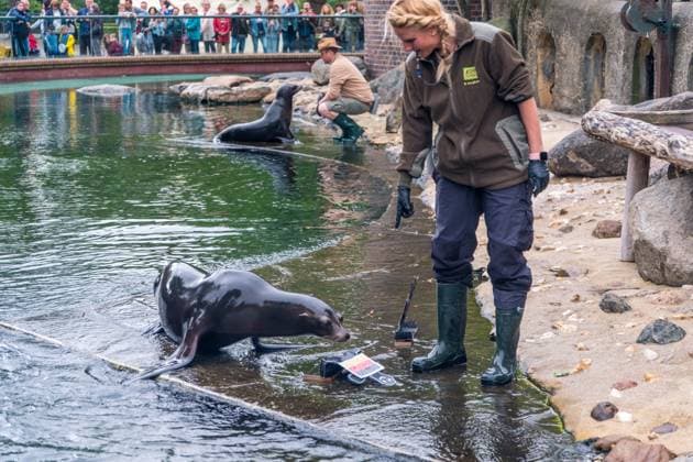 The sea lion oracle at Leipzig Zoo During training, the sea lion lady predicted that Germany would win the quarter-final against Spain Sea lion oracle
