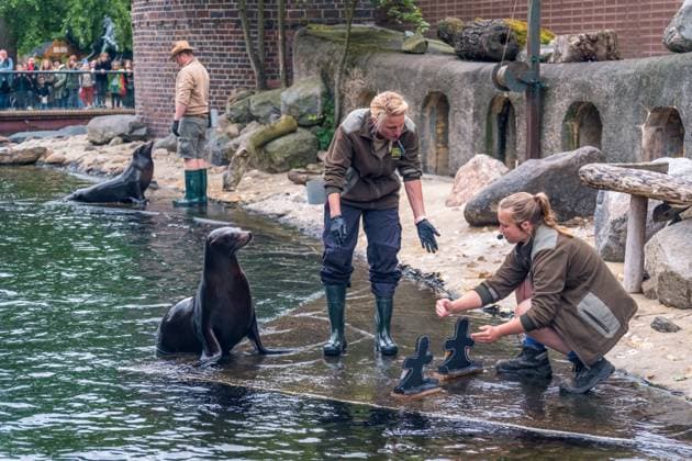 The sea lion oracle at Leipzig Zoo During training, the sea lion lady predicted that Germany would win the quarter-final against Spain Sea lion oracle