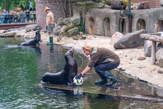 The sea lion oracle at Leipzig Zoo During training, the sea lion lady predicted that Germany would win the quarter-final against Spain Sea lion oracle