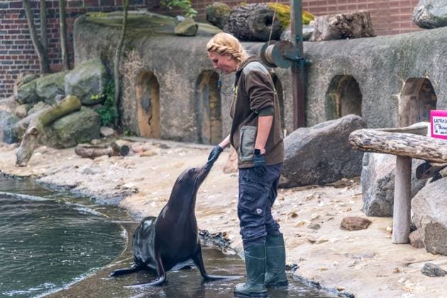 The sea lion oracle at Leipzig Zoo During training, the sea lion lady predicted that Germany would win the quarter-final against Spain Sea lion oracle