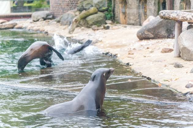 The sea lion oracle at Leipzig Zoo During training, the sea lion lady predicted that Germany would win the quarter-final against Spain Sea lion oracle