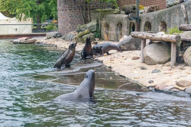 The sea lion oracle at Leipzig Zoo During training, the sea lion lady predicted that Germany would win the quarter-final against Spain Sea lion oracle