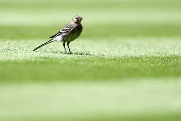 A bird on Court 1 as Katie Boulter of Great Britain plays Harriet Dart of Great Britain Wimbledon Tennis Championships, Day 4, The All England Lawn Tennis and Croquet Club, London, UK - 04 Jul 2024  Copyright: xJamesxMarsh Shutterstockx 14569387bi