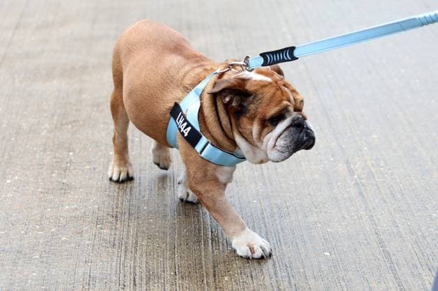 05 07 2024, xrarjax, Motorsport FIA Formula 1, British Grand Prix 2024 emspor, v l Lewis Hamilton Mercedes AMG Petronas starting number 44 with his dog Roscoe Silverstone
