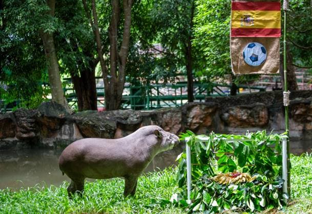 EURO 2024, tapir oracle predicts Spain as European champion