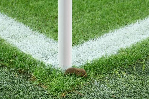 Salzburg, Austria August 27, 2024 Champions League qualification 2024 2025 RB Salzburg vs Dynamo Kiev In the picture small rodent at the corner flag In the RB stadium in Salzburg Red Bull Arena Copyright: xFotostandx xWassmuthx