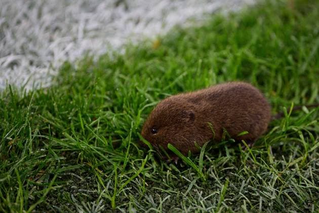 Salzburg, Austria August 27, 2024 Champions League qualification 2024 2025 RB Salzburg vs Dynamo Kiev In the picture small rodent at the corner flag In the RB stadium in Salzburg Red Bull Arena Copyright: xFotostandx xWassmuthx