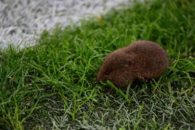 Salzburg, Austria August 27, 2024 Champions League qualification 2024 2025 RB Salzburg vs Dynamo Kiev In the picture small rodent at the corner flag In the RB stadium in Salzburg Red Bull Arena Copyright: xFotostandx xWassmuthx