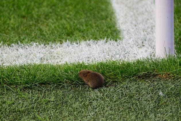 Salzburg, Austria August 27, 2024 Champions League qualification 2024 2025 RB Salzburg vs Dynamo Kiev In the picture small rodent at the corner flag In the RB stadium in Salzburg Red Bull Arena Copyright: xFotostandx xWassmuthx