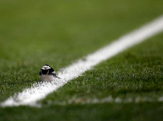 Archivbilder der Woche SPORT KW40 Soccer 2013: Arsenal v Swansea City JAN 16 Jan. 16, 2013 - London, United Kingdom - A bird sits on the pitch during the match..Arsenal v Swansea City - FA Cup with Budweiser - 3rd Round Replay - Emirates Stadium, London- 16 01 13 - Picture David Klein Sportimage London United Kingdom EDITORIAL USE ONLY Copyright: xx ZUMA-20130116_zaf_si1_039.jpg Sportimage DavidxKleinx csmphoto705548