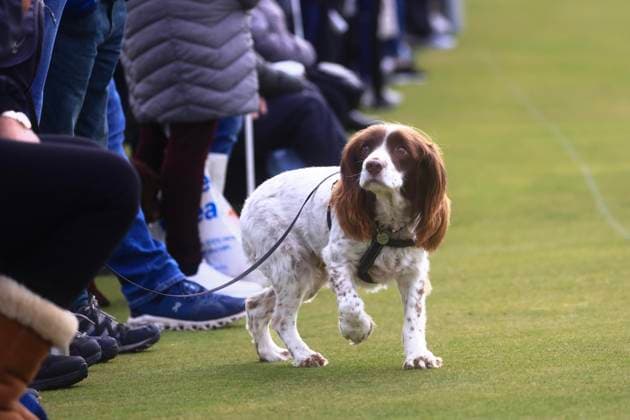 5th October 2024; The Old Course at St Andrews, Fife, Scotland; Alfred Dunhill Links Golf Championship, Round 3; Lots of dogs have been in the crowd during the 2024 Dunhill Links Championship  ActionPlus12700133 DavidxYoung