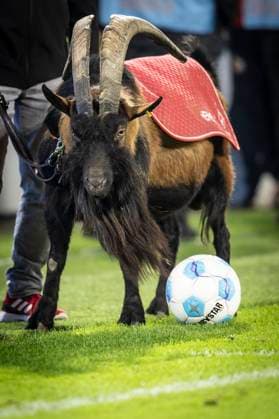 1 FC Köln SC Paderborn 07, 25 10 2024 The billy goat of 1 FC Köln knows nothing to do with the ball 10 matchday of the 2 Bundesliga, 1 FC Köln SC Paderborn 07 on 25 10 2024 at the RheinEnergie Stadium in Cologne THE DFL REGULATIONS PROHIBIT ANY USE OF PHOTOS AS PICTURE SEQUENCES AND OR QUASI VIDEO Copyright: xBEAUTIFULxSPORTS AxelxKohringx