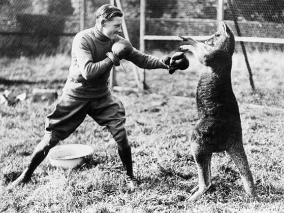 Orig. caption... BOXING KANGOROO KANGOROO MAY NOT BE A SCIENTIFIC BOXER, BUT HIS LEG WORK OUGHT TO BE GOOD Photo shows: Boxing kangaroo at a well known racing establishment in England. Stanley Wootton, a prominent English horse trainer, has a private zoo at Epson, and among his special pets are the kangaroos which box. One of them is seen in a friendly set-to with Pat Donoghue, the jockey son of the famous rider Pat says he finds this a splendid way of keeping himself fit for his riding engagements. Note Curious Moments p.334 CD15 171.3 Image Archive catalog no.41.0 persons: Pat Donoghue sites: GREAT BRITAIN sp_sw x5600x *** Orig caption BOXING KANGOROO KANGOROO MAY NOT BE A SCIENTIFIC BOXER, BUT HIS LEG WORK OUGHT TO BE GOOD Photo shows  Copyright: xXxXxXx KANGAROO BOXING xx *** Orig caption BOXING KANGOROO KANGOROO MAY NOT BE A SCIENTIFIC BOXER, BUT HIS LEG WORK OUGHT TO BE GOOD Photo shows Boxing kangaroo at a well known racing establishment in England Stanley Wootton, a prominent English horse trainer, has a private zoo at Epson, and among his special pets are the kangaroos which box One of them is seen in a friendly set to with Pat Donoghue, the jockey son of the famous rider Pat says he finds this a splendid way of keeping himself fit for his riding engagements Note Curious Moments p 334 CD15 171 3 Image Archive catalog no 41 0 persons Pat Donoghue sites GREAT BRITAIN sp sw x5600x Orig caption BOXING KANGOROO KANGOROO MAY NOT BE A SCIENTIFIC BOXER, BUT HIS LEG WORK OUGHT TO BE GOOD Photo shows  Copyright xXxXxXx KANGAROO BOXING xx  Copyright: xIMAGO XxXxXx imago images 0769213437