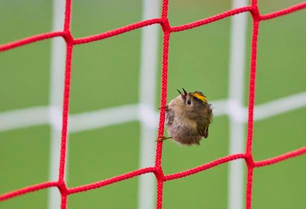 Bird Sommergoldhähnchen in the goal net in the group league match FC BAYERN MUENCHEN - SL BENFICA LISSABON of football UEFA Champions League in season 2024 2025 in Munich, Nov 06, 2024 , FCB, 4. Spieltag, München