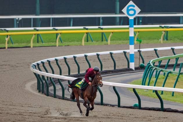 Sport Themen der Woche KW47 Sport Bilder des Tages 21.11.2024, Tokio, Tokyo, JPN - Fantastic Moon with Rene Piechulek up during morning trackwork. Fuchu racecourse. 241120PG501JapanCupMTW *** 21 11 2024, Tokyo, Tokyo, JPN Fantastic Moon with Rene Piechulek up during morning trackwork Fuchu racecourse 241120PG501JapanCupMTW