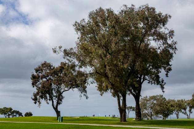 LA JOLLA, CA, CA - FEBRUARY 10: Collegiate showcase golfers and caddies on the first green, during the first day of practice before start of the Genesis Invitational tournament, Monday, February 10, 2025, at Torrey Pines Golf Course in La Jolla, California. (Photo by Tony Ding Icon Sportswire) GOLF: FEB 10 PGA, Golf Herren The Genesis Invitational EDITORIAL USE ONLY Icon46520250210005