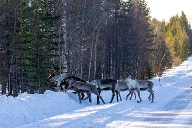 Sport Themen der Woche KW07 Sport Bilder des Tages AUTO - WRC, Motorsport Rallye, WM - RALLY SWEDEN 2025 ambiance during the 2025 Rally Sweden, 2nd round of the 2025 WRC World Rally Car Championship, from February 13 to 16, 2025 at Umea, Vasterbotten County, Sweden - UmeaSweden  Copyright: xNikosxKatikisx