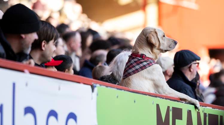 Bilder des Jahres 2025, Sport 02 Februar Sport Themen der Woche KW08 Sport Bilder des Tages Charlton Athletic v Exeter City Sky Bet League 1 A Labrador watches on during the Sky Bet League 1 match between Charlton Athletic and Exeter City at The Valley, London UK Newspapers OUT Copyright: xBenxPetersx FIL-21476-0142