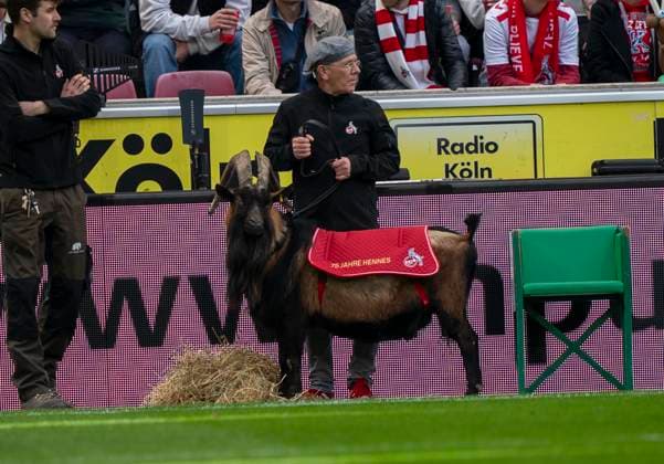 Mascot Hennes 1 FC Köln Fortuna Düsseldorf, 23 02 2025 Football, 2 Bundesliga, RheinEnergieStadion Köln DFL regulations prohibit any use of photographs as image sequences and or quasi video Copyright: HMBxMedia xMarcoxBader