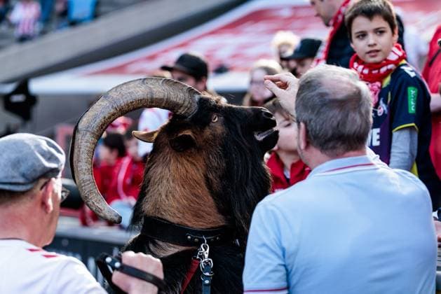 Google Pixel Frauen Bundesliga, 1 FC Köln FC Bayern München 09 03 2025 Hennes IX is fed by the fans at half-time Google Pixel Frauen Bundesliga, 1 FC Köln FC Bayern München, Köln, RheinEnergiestadion am 09 03 2025 DFB REGULATIONS PROHIBIT ANY USE OF PHOTOGRAPHS AS IMAGE SEQUENCES AND OR QUASI VIDEO Copyright: xBEAUTIFULxSPORTS Wunderlx