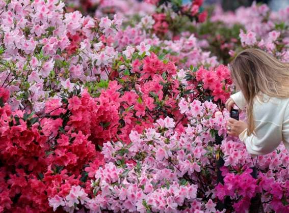 A patron takes photos of the azaleas in bloom before play is suspended due to lightning and thunderstorms in the area during a practice round leading up the Masters Tournament at Augusta National Golf Club in Augusta, Georgia on Monday, April 7, 2025.  AUG20250407108 JOHNxANGELILLO