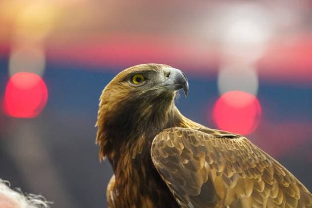 Football UEFA Europa League 2024 2025, quarter-final second leg Eintracht Frankfurt vs Tottenham Hotspur Deutsche Bank Park Frankfurt golden eagle Attila, mascot of Eintracht Frankfurt, close-up with focused view, detailed brown feathers, strong beak, red light spots in blurred background, majestic charisma Copyright: xJOERANxSTEINSIEKx
