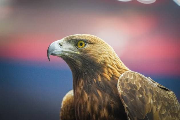Football UEFA Europa League 2024 2025, quarter-final second leg Eintracht Frankfurt vs Tottenham Hotspur Deutsche Bank Park Frankfurt golden eagle Attila, mascot of Eintracht Frankfurt, close-up with focused view, detailed brown feathers, strong beak, red light spots in blurred background, majestic charisma Copyright: xJOERANxSTEINSIEKx