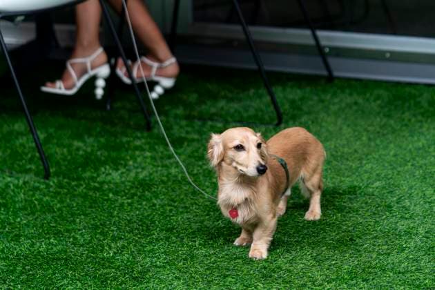 Leo, the dog of Monaco s Formula One driver Charles Leclerc of Scuderia Ferrari, is seen in the paddock during the Formula One Miami Grand Prix at the Miami International Autodrome in Miami Gardens, Florida on Saturday, May 3, 2025.  MIA2025050314 GREGxNASH