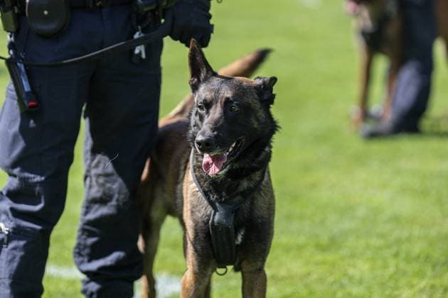 Police dog squad was also on duty at SV Waldhof Mannheim SG Dynamo Dresden on 10 05 25 at Carl Benz Stadium, Mannheim xamx Photo Alfio Marino Copyright: