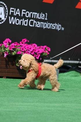 Simba, dog of Pierre Gasly BWT Alpine F1 Team, 10 , Race day, ESP, Formula 1 World Championship, Aramco Grand Prix of Spain, Circuit de Barcelona Catalunya, 2025 season, 01 06 2025 ITA, Formula 1 World Championship, Spanish Grand Prix, 01 06 2024 Barcelona Copyright: xEibner-Pressefoto AnnikaxGrafx EP_AGF