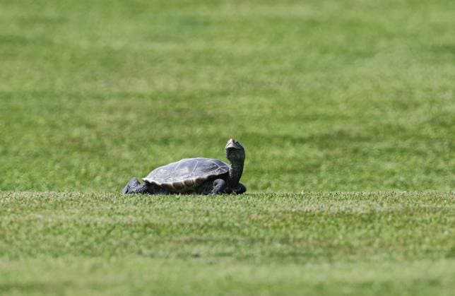 June 06, 2025: A turtle crosses the fairway during the ShopRite LPGA, Golf Damen Classic Presented by Acer in Galloway, NJ. CSM Galloway United States of America - ZUMAc04_ 20250606_zma_c04_003 Copyright: xMikexLangishx