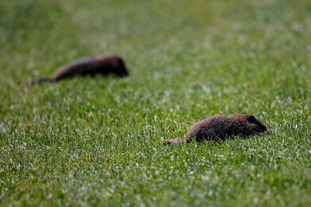 F1 - CANADIAN GRAND PRIX 2025 Groundhog on tracks during the Formula 1 Pirelli Grand Prix du Canada 2025, 10th round of the 2025 FIA Formula One World Championship, WM, Weltmeisterschaft from June 14 to 16, 2025 on the Circuit Gilles Villeneuve, in MontrÃ al, Canada - MontrÃ alCanada  Copyright: xEricxAlonsox