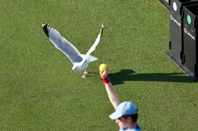 Sport Bilder des Tages 25th June 2025; Devonshire Park, Eastbourne, East Sussex, England; Lexus International Eastbourne, Day 3; A seagull seeking food on centre court in the match between Tommy Paul and Daniel Evans (GBR)  ActionPlus12805507 HongboxChen