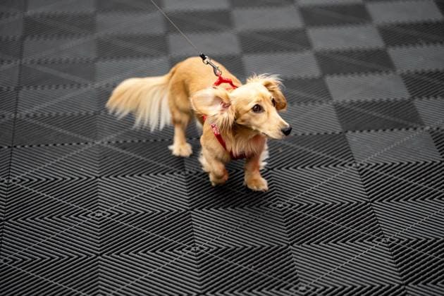 F1 British GP 2025 - UK Leo Leclerc (dog) during the Formula 1 Qatar Airways British Grand Prix 2025 on Saturday at the Silverstone International Circuit, Silverstone, Great Britain on July 5, 2025 Photo by Photo by Antoine Lapeyre ABACAPRESS.COM Silverstone United Kingdom  Copyright: xLapeyrexAntoine ABACAx