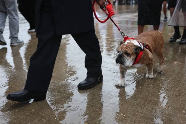 F1 British Grand Prix 2025 Lewis Hamilton of Ferrari with his dog Roscoe ahead of the Formula 1 British Grand Prix at Silverstone Circuit in Northampton, Great Britain on July 6, 2025. Northampton United Kingdom  Copyright: xJakubxPorzyckix originalFilename:porzycki-f1britis250706_npmF1.jpg