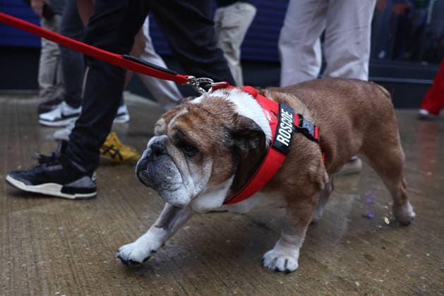 F1 British Grand Prix 2025 Roscoe, dog of Lewis Hamilton ahead of the Formula 1 British Grand Prix at Silverstone Circuit in Northampton, Great Britain on July 6, 2025. Northampton United Kingdom  Copyright: xJakubxPorzyckix originalFilename:porzycki-f1britis250706_npOyH.jpg