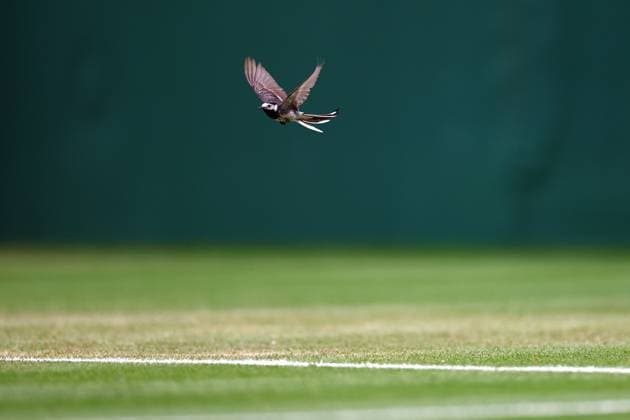 Pied Wagtail bird on Court No.1 Wimbledon Tennis Championships, Day 7, The All England Lawn Tennis and Croquet Club, London, UK - 06 Jul 2025London The All England Lawn Tennis and United Kingdom  Copyright: xJamesxMarsh Shutterstockx 15387062at