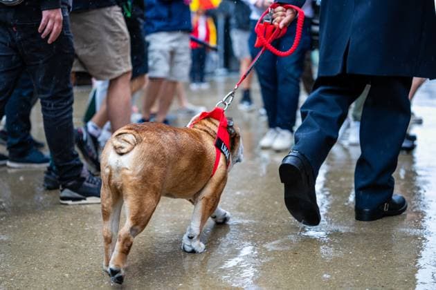 F1 British GP 2025 - Sunday Race Day Roscoe Hamilton (Dog) and Lewis Hamilton (Gbr) of Scuderia Ferrari 44 during the Formula 1 Qatar Airways British Grand Prix 2025 on Sunday Race Day at the Silverstone International Circuit, Silverstone, Great Britain on July 6, 2025. Photo by Antoine Lapeyre ABACAPRESS.COM Silverstone United Kingdom  Copyright: xLapeyrexAntoine ABACAx