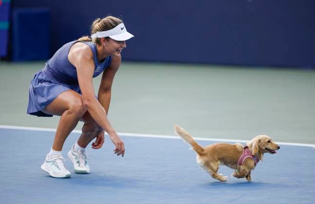 July 26, 2025: Anna Kalinskaya goes to pick up her dog after her match with Emma Raducanu during the 2025 Mubadala Citi DC Open tennis tournament being played at Rock Creek Park Tennis Center in Washington, D.C. CSM District Of Columbia United States of America - ZUMAc04_ 20250726_zma_c04_287 Copyright: xJustinxCooperx