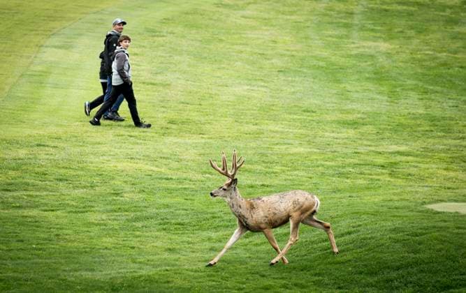 August 15, 2025, Calgary, Ab, CANADA: A mule deer stag runs across the first fairway as spectators look on during the PGA, Golf Herren Tour Champions golf event in Calgary, Alta., Friday, Aug. 15, 2025. Canada News - August 15, 2025 - ZUMAc35_ 20250815_zaf_c35_163 Copyright: xJeffxMcintoshx