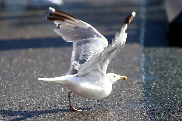 28 08 2025, xsvx, Motorsport FIA Formula 1, 2025 Dutch Grand Prix v l Herring Gull Larus argentatus in the paddock FIA REGULATIONS PROHIBIT ANY USE OF PHOTOGRAPHS as IMAGE SEQUENCES and or QUASI VIDEO Zandvoort