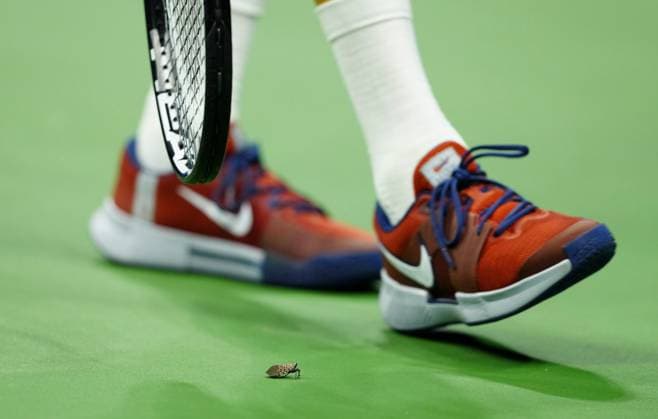 A spotted lanternfly on court as Jannik Sinner plays in his semi final against Felix Auger-Aliassime 2025 US Open, Day Thirteen, USTA Billie Jean King National Tennis Center, New York, USA - 05 Sept 2025New York USTA Billie Jean King National T New York (NY) United States of America  Copyright: xJavierxGarcia Shutterstockx 15467793ds