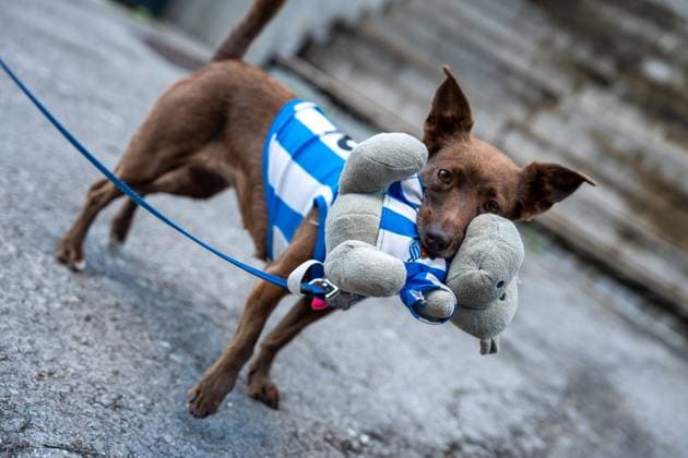 Real Sociedad de San Sebastián fan dog at La Liga game between Real Sociedad and Mallorca at Anoeta , San Sebastián, Spain.  Copyright: xAndresxLopezxSheridanxx xSPPx Sportspressphoto_SPR31249